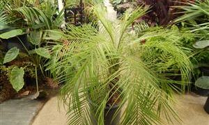 PHOENIX ROEBELENII THE PYGMY DATE PALM