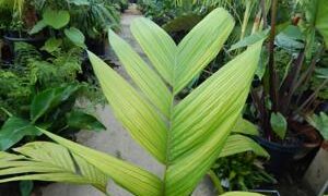 PINANGA JAVANA SINGLE TRUNK, TROPICAL & EXOTIC SPECIES