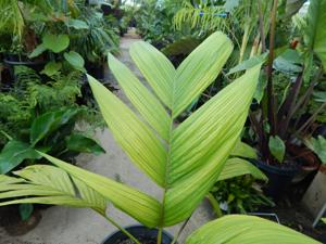 PINANGA JAVANA SINGLE TRUNK, TROPICAL & EXOTIC SPECIES