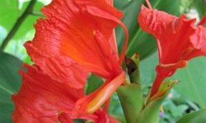 HEDYCHIUM GREENEII LUSH TROPICAL LANDSCAPE PLANT WITH RED FLOWERS