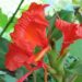 HEDYCHIUM GREENEII LUSH TROPICAL LANDSCAPE PLANT WITH RED FLOWERS