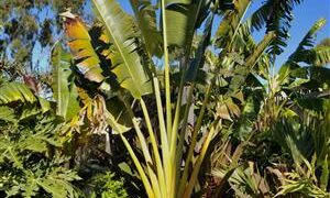 THE TRAVELER PALM RAVENALA MADAGASCARENSIS