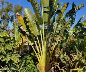 THE TRAVELER PALM RAVENALA MADAGASCARENSIS