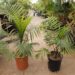 RAVENEA RIVULARIS THE MAJESTY PALM