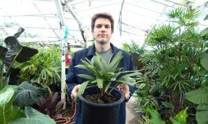 RHAPIDOPHYLLUM HYSTRIX THE NEEDLE PALM