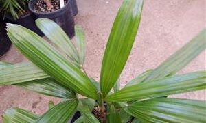 RHAPIS EXCELSA THE LADY PALM