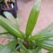 RHAPIS EXCELSA THE LADY PALM