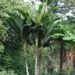 RHOPALOSTYLIS BAUERI NORFOLK ISLAND PALM