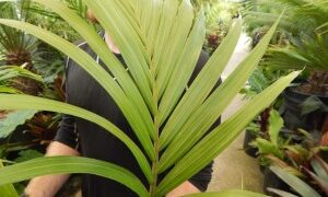 RHOPALOSTYLIS CHEESEMANII MORE RARE SPECIES OF THIS GENUS