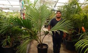 RHOPALOSTYLIS HYBRID SAPIDA X BAUERI