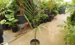 ROYSTONEA OLERACEA THE SOUTH AMERICAN ROYAL PALM