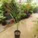 ROYSTONEA OLERACEA THE SOUTH AMERICAN ROYAL PALM