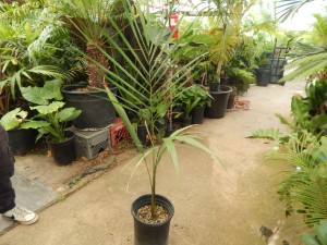 ROYSTONEA OLERACEA THE SOUTH AMERICAN ROYAL PALM