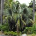SABAL BLACKBURNIANA LARGE AND TALL FAN PALM