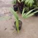 SABAL CAUSIARUM LARGE TRUNKED TROPICAL FAN PALM
