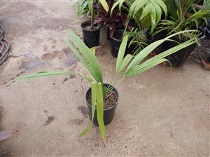 SABAL CAUSIARUM LARGE TRUNKED TROPICAL FAN PALM