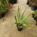 SABAL MINOR THE DWARF PALMETTO