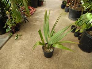 SABAL MINOR THE DWARF PALMETTO