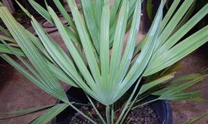 SERENOA REPENS SOUGHT AFTER BLUE FORM