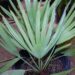 SERENOA REPENS SOUGHT AFTER BLUE FORM