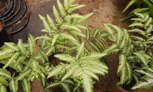THE SILVER FERN PTERIS ARGYRAEA