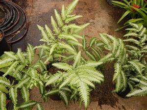 THE SILVER FERN PTERIS ARGYRAEA