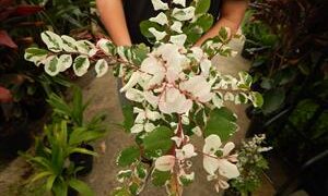 THE SNOWBUSH PLANT BREYNIA DISTICHA