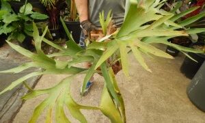 PLATYCERIUM BIFURCATUM THE STAGHORN FERN 