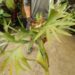 PLATYCERIUM BIFURCATUM THE STAGHORN FERN 