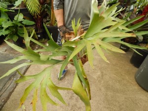 PLATYCERIUM BIFURCATUM THE STAGHORN FERN 