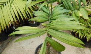 SYNECANTHUS FIBROSA THE JELLYBEAN PALM OPPORTUNITY TO GET OLD MATURE SIZE PALM