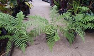 TASMANIAN TREE FERN DICKSONIA ANTARCTICA