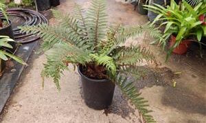 THE TASSEL FERN POLYSTICHUM POLYBLEPHARUM