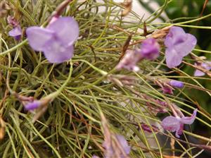 TILLANDSIA SPECIES WITH VIOLET BLUE FLOWERS CLUSTERS IN BLOSSOM IN SPRINGTIME POSSIBLY TILLANDSIA MALLEMONTII