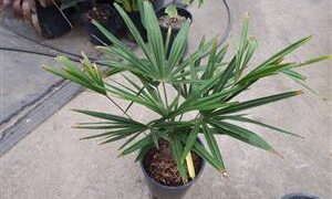TRACHYCARPUS FORTUNEI THE WINDMILL PALM
