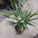 TRACHYCARPUS FORTUNEI THE WINDMILL PALM