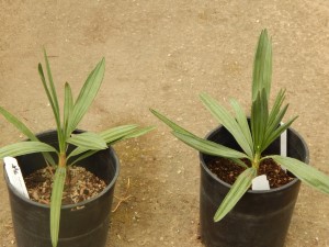 TRITHRINAX CAMPESTRIS BLUE, SUCKERING FAN PALM VERY COLD HARDY