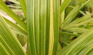 VARIEGATED RHAPIS EXCELSA EXOTIC – TEND TO BE SMALL, MINIATURE PALMS