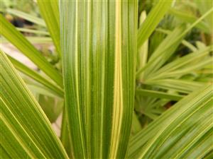 VARIEGATED RHAPIS EXCELSA EXOTIC – TEND TO BE SMALL, MINIATURE PALMS