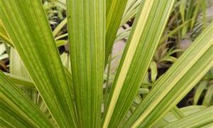 VARIEGATED RHAPIS EXCELSA EXOTIC – TEND TO BE SMALL, MINIATURE PALMS