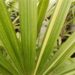 VARIEGATED RHAPIS EXCELSA EXOTIC – TEND TO BE SMALL, MINIATURE PALMS