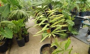 WALLICHIA DISTICHA FISHTAIL APPEARING SINGLE TRUNK PALM THAT’S IMPOSSIBLE TO FIND