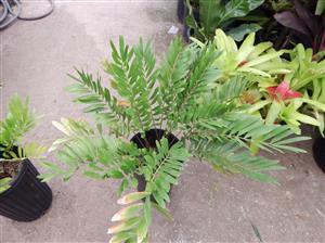 ZAMIA AMBLYPHYLLIDIA DWARF GREEN CYCAD