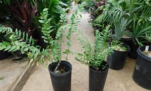 ZAMIA FISCHERI AKA ZAMIA VASQUEZII