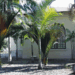 ARCHONTOPHOENIX BEATRICAE AN  UNUSUAL TYPE OF KING PALM