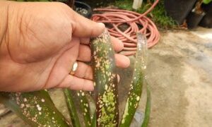 BILBERGIA HALLELUHAY SPOTTED SUN TOLERANT BROMELIAD