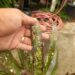 BILBERGIA HALLELUHAY SPOTTED SUN TOLERANT BROMELIAD