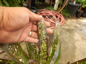 BILBERGIA HALLELUHAY SPOTTED SUN TOLERANT BROMELIAD