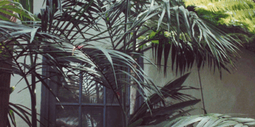 CHAMAEDOREA SCHIPPII AN ALMOST UNKNOWN AND NEVER AVAILABLE SPECIES