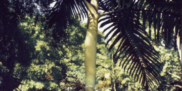 CHAMBEYRONIA HOOKERI THE BLONDE FLAMETHROWER PALM